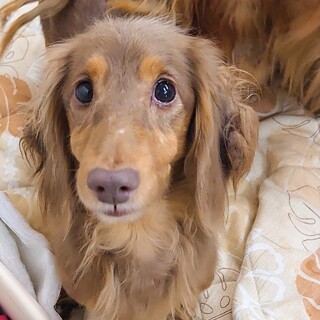 甘えん坊で食いしん坊が可愛いカフェちゃん♀