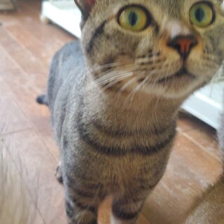 穏やかな甘えん坊☆とんきちくん☆