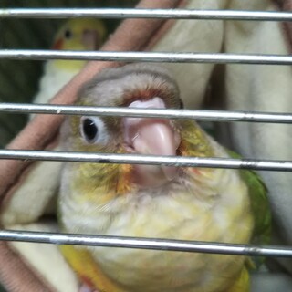 可愛い  ウロコインコ