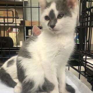 人大好き❤️不思議な柄の白グレー男子クリオ