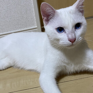 蒼い目がとても綺麗な子です♂