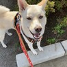 お散歩は、ダブルリードで