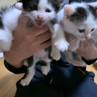 赤ちゃん猫4匹里親募集中