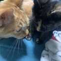 茶トラ猫、サビ猫再募集
