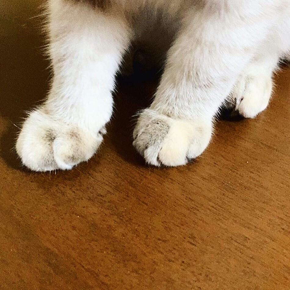 虹の橋を渡りましたのカバー写真