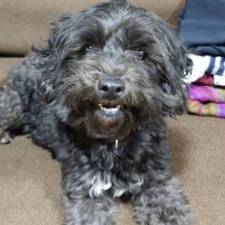 シーズー×プードル3