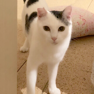 甘えん坊無限大✨キジ白優くん12/20譲渡会参加