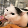 甘えん坊無限大✨キジ白優くん12/20譲渡会参加 サムネイル3