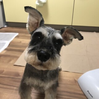 穏やかなシュナのハリーくん♪