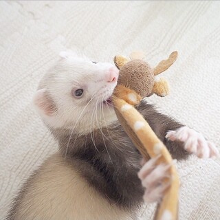 里親決まりました。ありがとうございました。