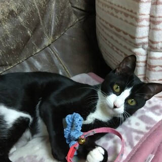 綺麗な柄の白黒女の子