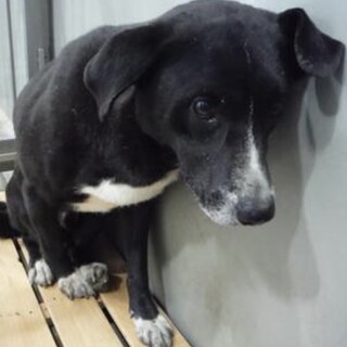 里親様を待っています。成犬♂204
