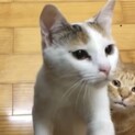 春生まれ白三毛　トレスちゃん