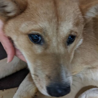 収容期限金曜日まで