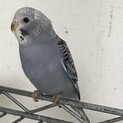 セキセイインコ　生後１か月以上