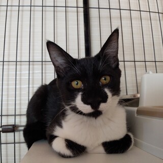 譲渡会にて里親決定！仔猫戦隊ゴレンニャイ：グリー