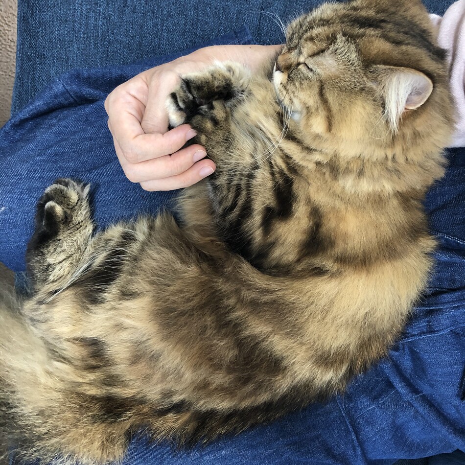 ベルのカバー写真