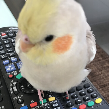 リモコンガジガジ大好き♪