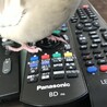 今日もリモコンガジガジ♪