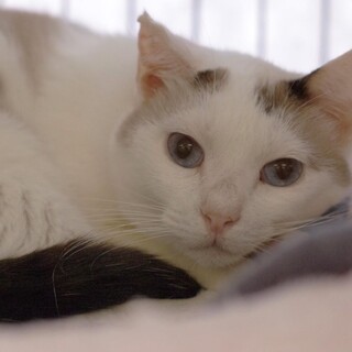 マロンちゃん　アクティブな女の子