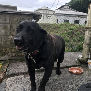 11歳のラブちゃん女の子です