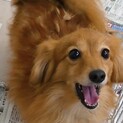 フレンドリーな穏やかっ子ラテ♂