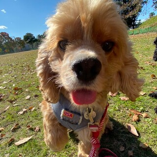 たくさんなでなでしてね♡人懐っこいポポロンちゃん