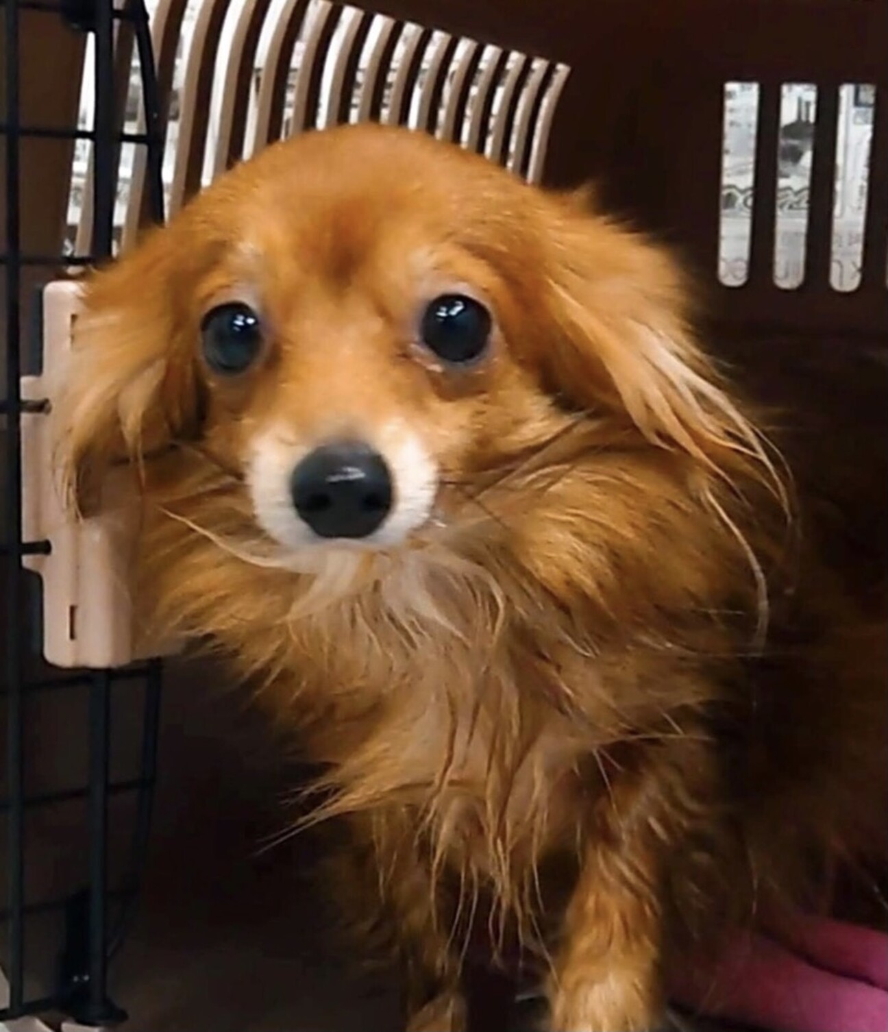 Blogapikedinda ベスト 札幌市 小型 犬 里親 募集 北海道 0546