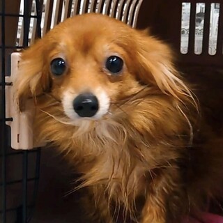 可愛い眉毛が美人の証、メル♀
