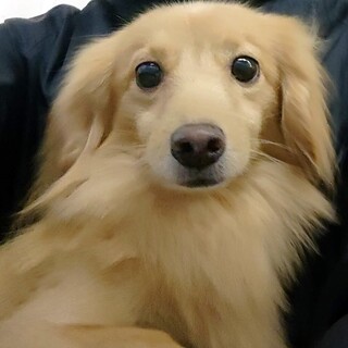 小型犬 北海道が募集対象 札幌 を含む 犬の里親募集情報 ペットのおうち 月間利用者150万人