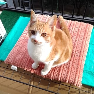 毛並みのきれいな子猫兄弟