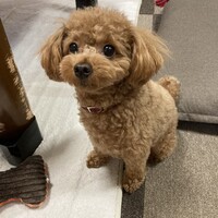 タフィー