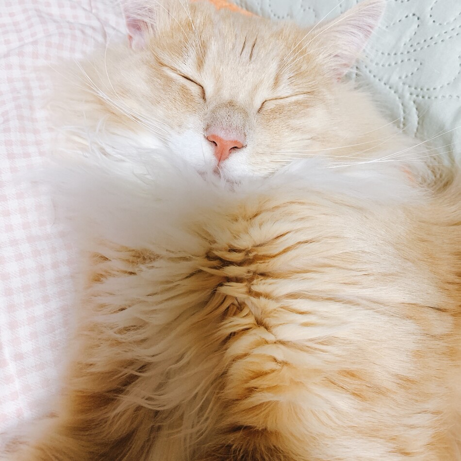 膝丸のカバー写真