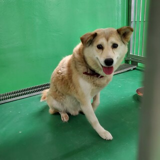 里親様決定致しました 有難うございました