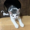 ご主人を探しています。キジ白くん