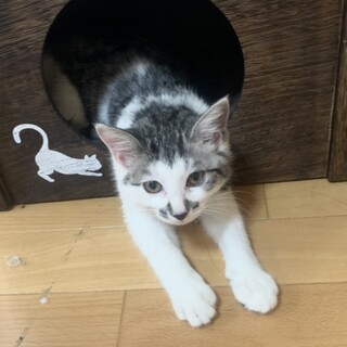ご主人を探しています。キジ白くん