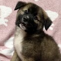トライアル調整中
