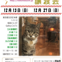 第86回◇ミャオ!ねこのおうち◇譲渡会