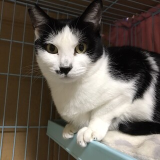 可愛いシェルター猫の里親さん大募集❤️