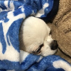 大好きなぞうさん毛布で寝てます♡