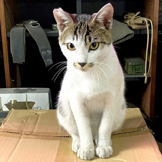 【見学可能】虚勢済・人馴れ男の子