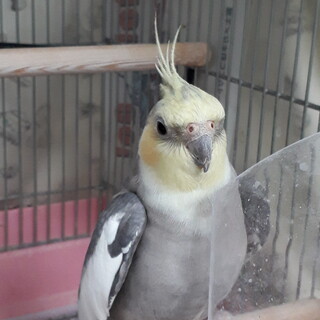 ２～３歳のオカメインコの里親募集