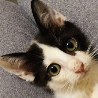 犬も猫も人も大好き　スリゴロ甘えん坊なハチワレ　