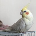 オカメインコ手乗りオス里親さん募集