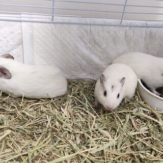 白いモルモット