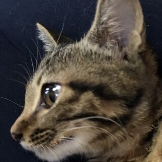 アメリカンショートヘア風　お膝大好き甘えん坊