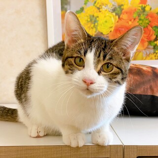 座り方がとにかく可愛い♪ キジシロ子猫ちゃん