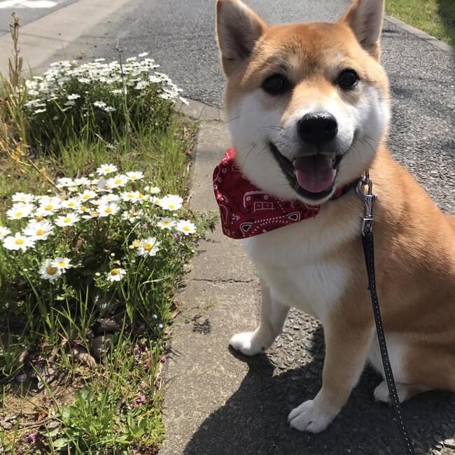 さくさくさけのカバー写真