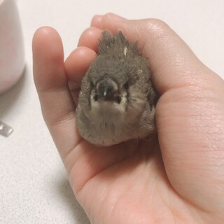 手のりキンカチョウの雛の里親さん募集⭐︎