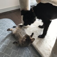 狂四郎